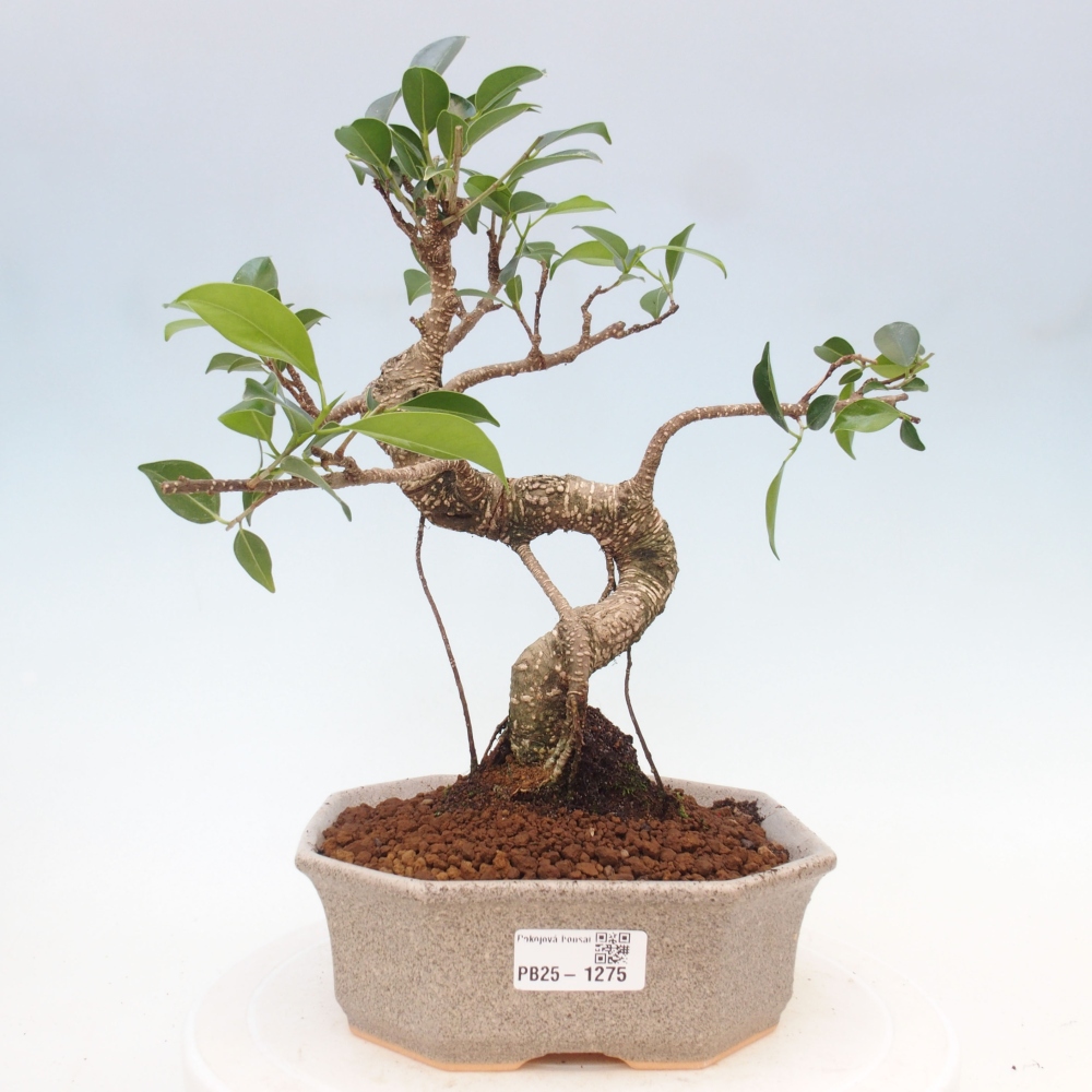 Izbová bonsai - Ficus retusa - malolistá fikus