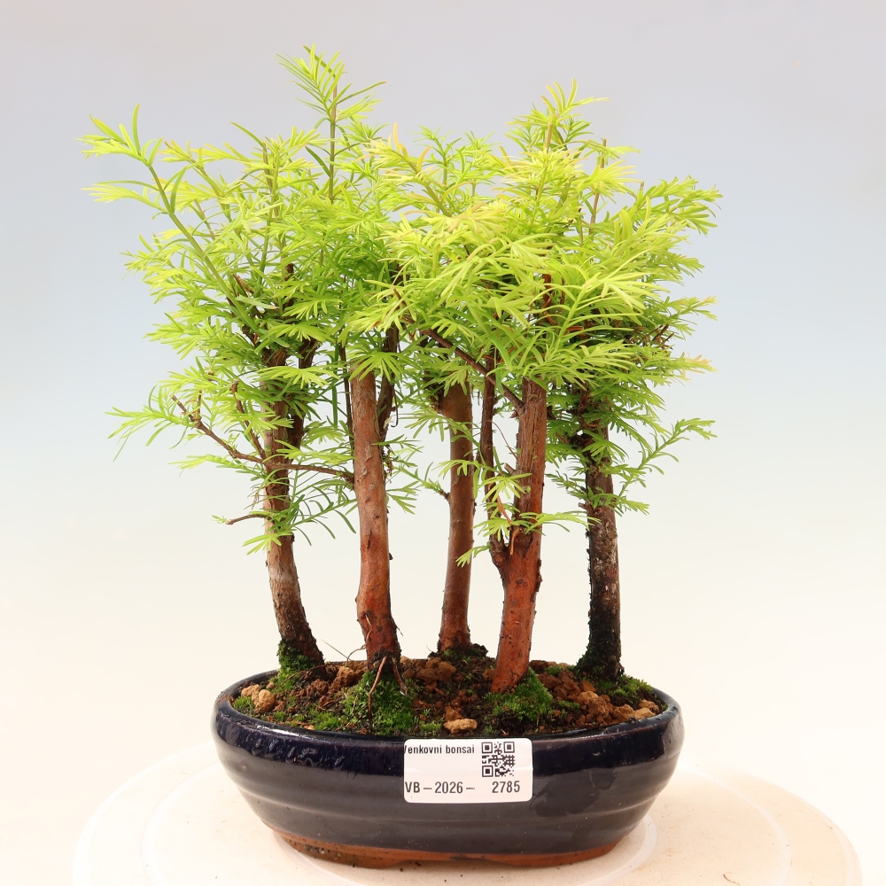 Vonkajší bonsai – Metasequoia glyptostroboides – čínska metasekvoja – hájik