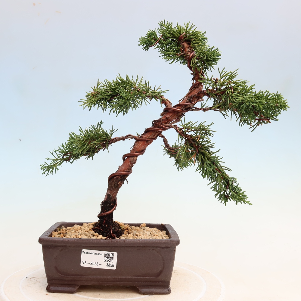 Vonkajší bonsaj - Juniperus chinensis Kishu