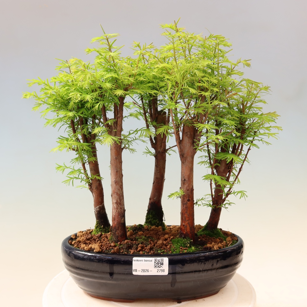 Vonkajší bonsai – Metasequoia glyptostroboides – čínska metasekvoja – hájik