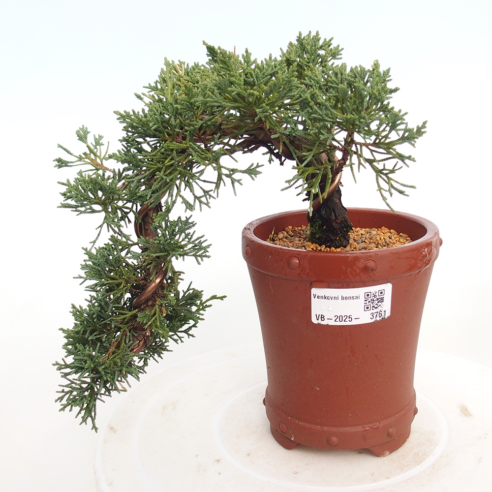 Vonkajší bonsaj - Juniperus chinensis Kishu