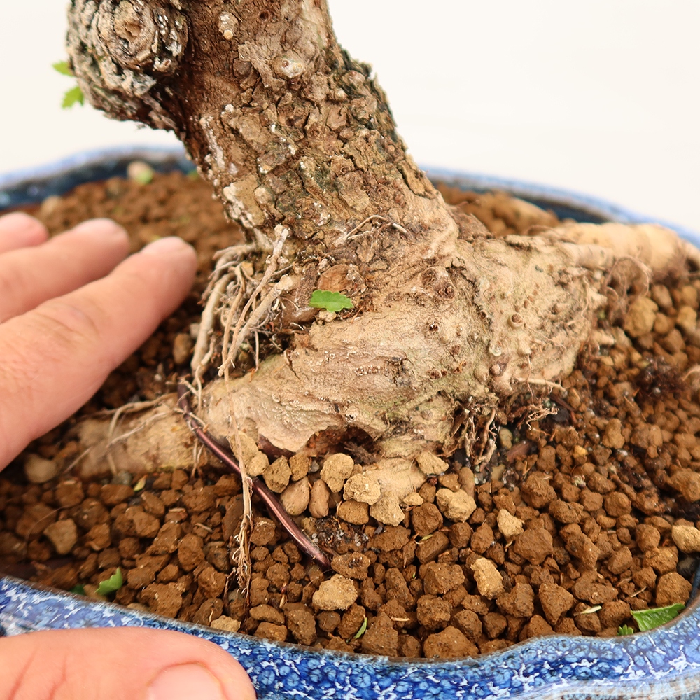 Vonkajšie bonsai - Zelkova - Zelkova NIRE