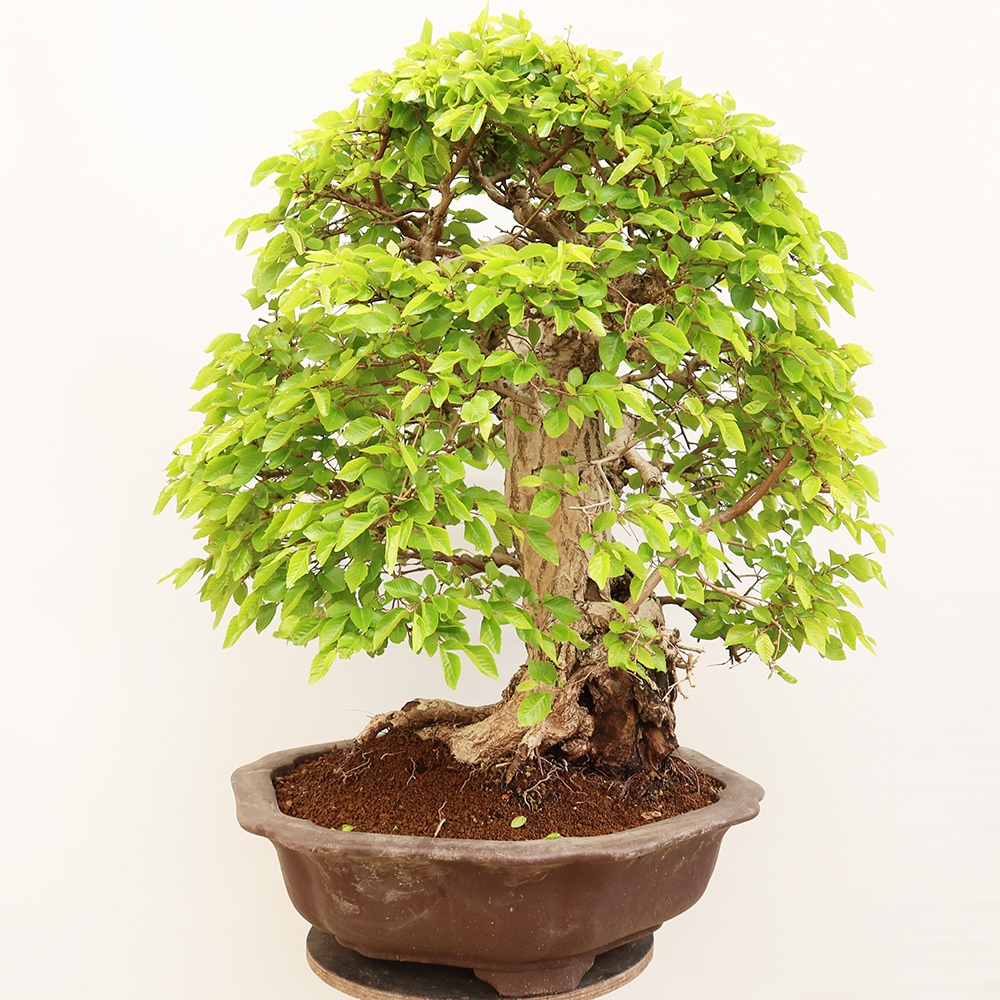 Vonkajší bonsai -Carpinus Coreana - Hrab kórejský