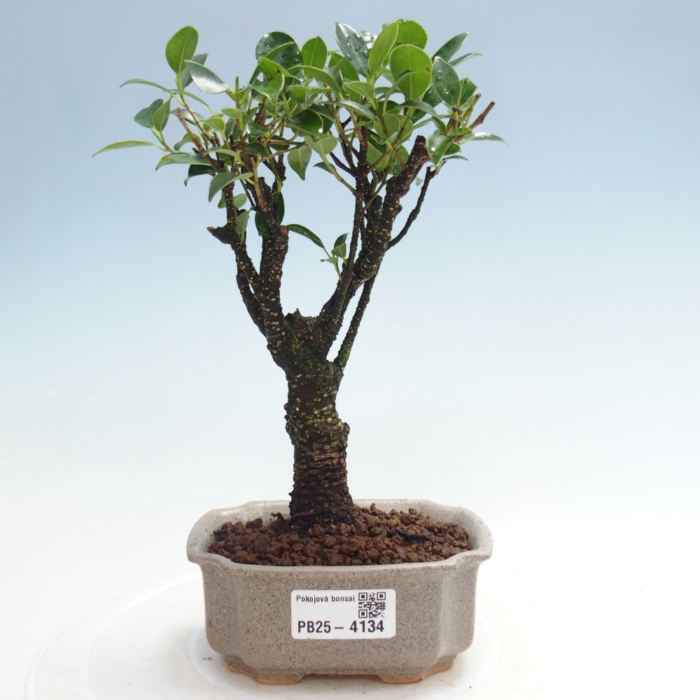 Izbové bonsaje Ficus retusa kimmen