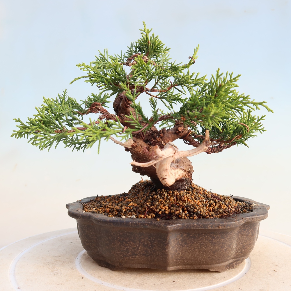 Vonkajší bonsai - Juniperus chinensis Itoigawa -Jalovec čínsky