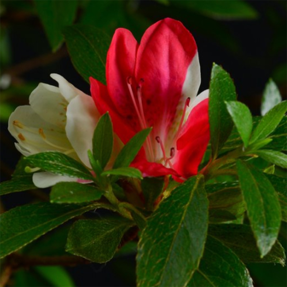 Vonkajšie bonsaje - Japonské azalky - Azalea Senhime