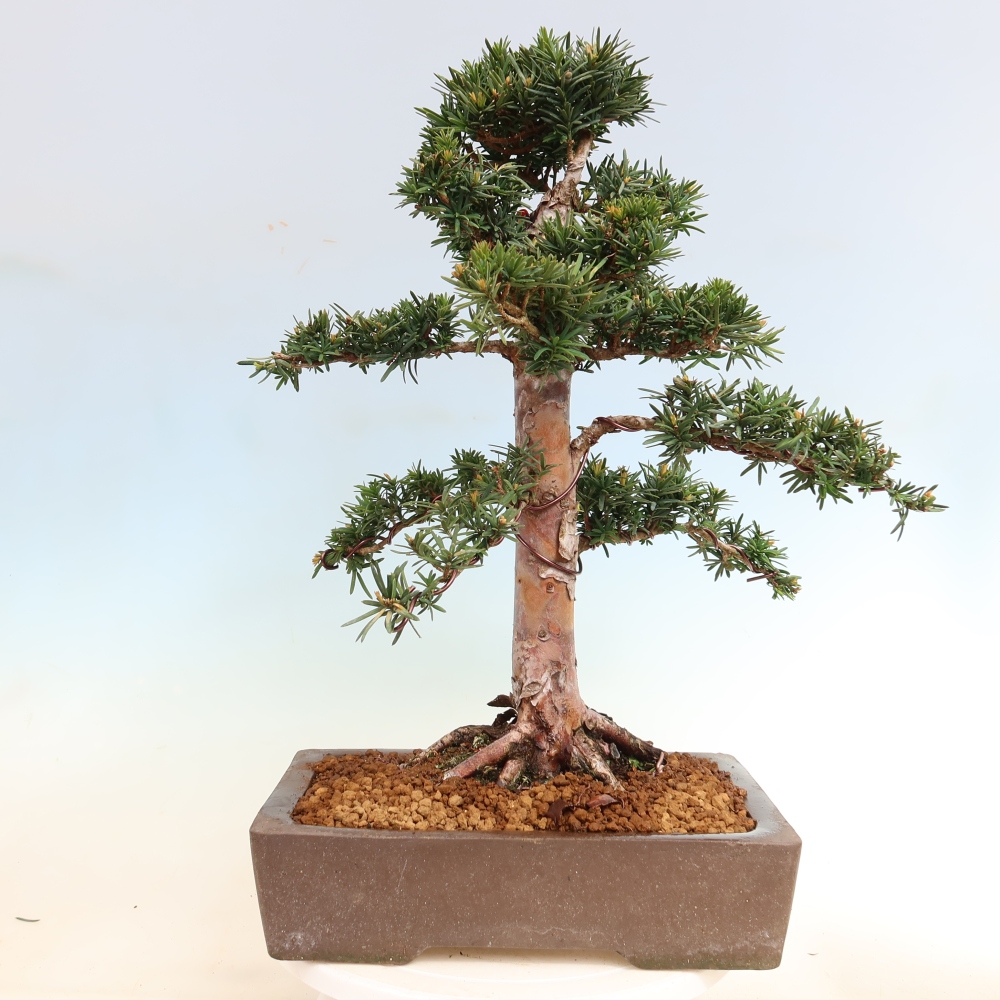 Vonkajší bonsai – Taxus cuspidata – japonský tis