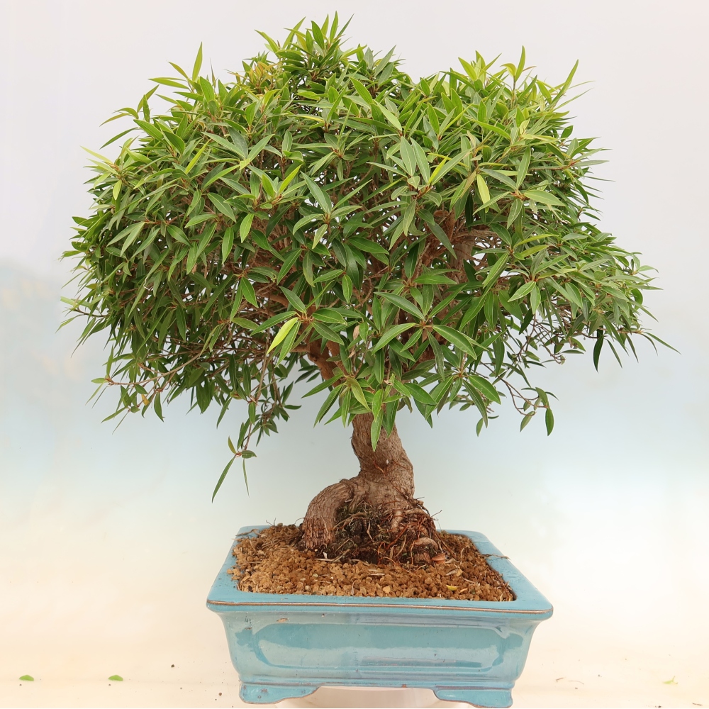 Izbové bonsaje - Ficus nerifolia - fíkus drobnolistý