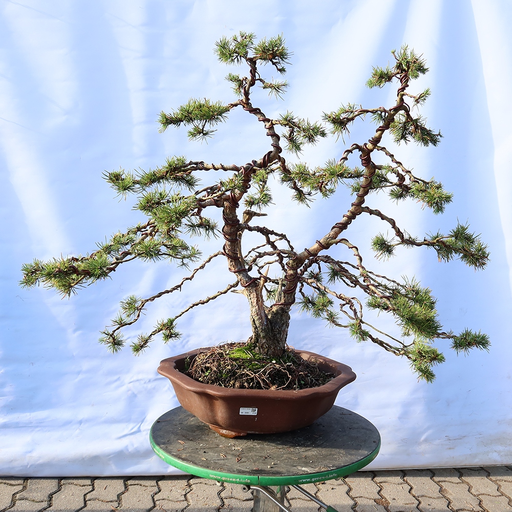 Pinus sylvestris Španielsko – borovica lesná