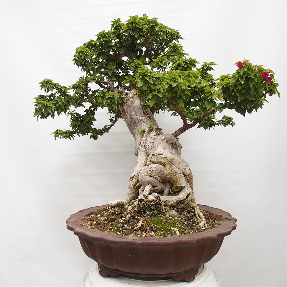 Izbová bonsai - Bouganwilea