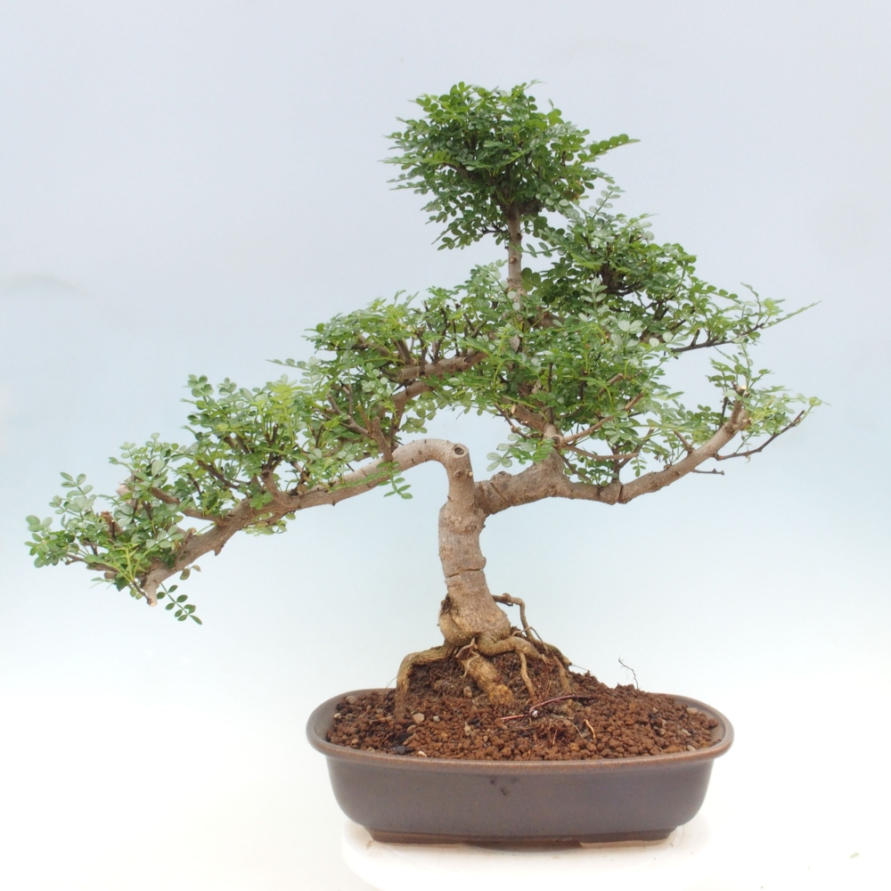Izbová bonsai - Zantoxylum piperitum - korenistý
