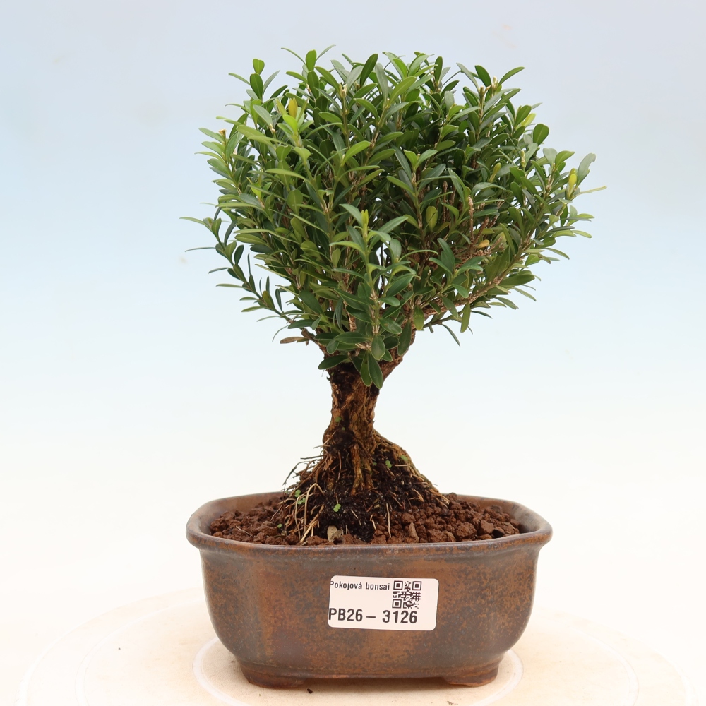 Izbové bonsaje - Buxus harlandii - korkový buxus