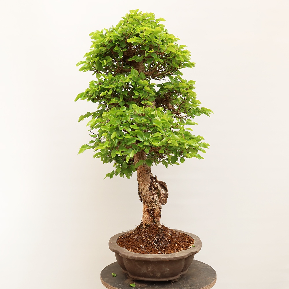 Vonkajší bonsai -Carpinus Coreana - Hrab kórejský