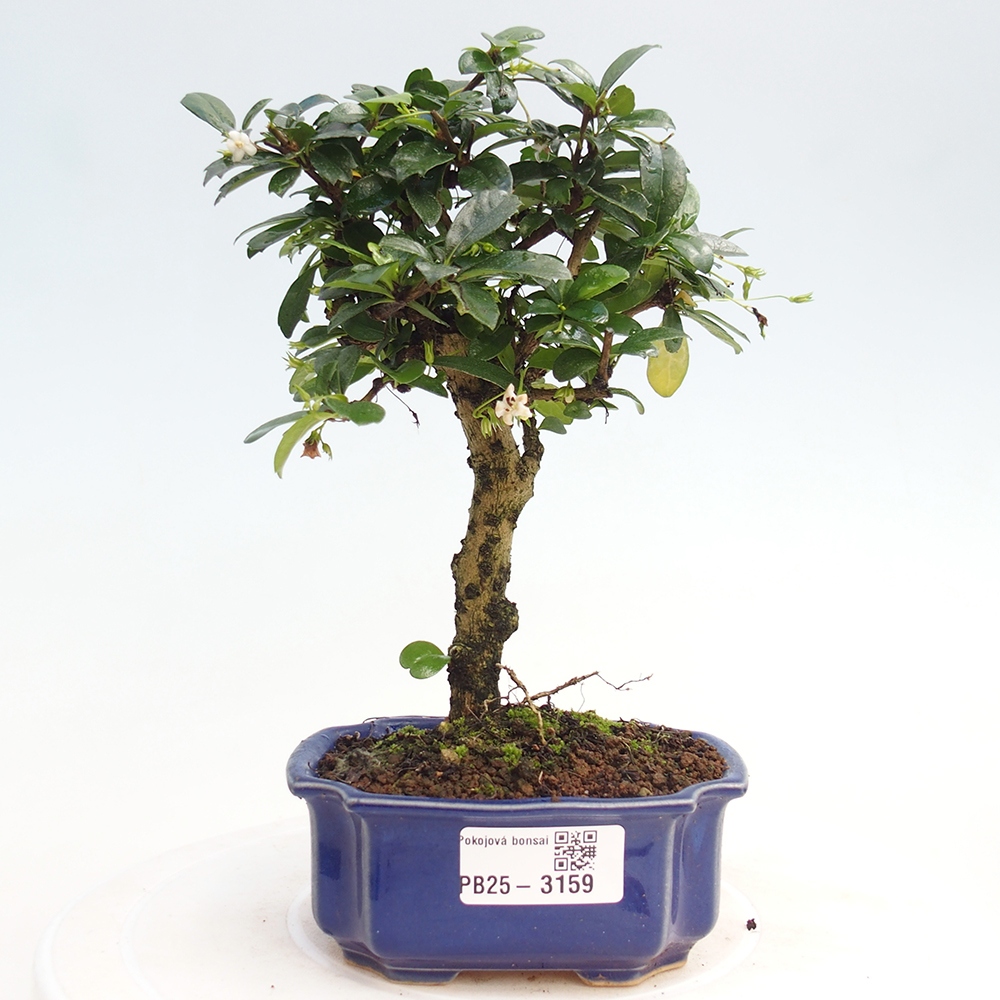 Izbová bonsai - Carmona macrophylla - Čaj fuki