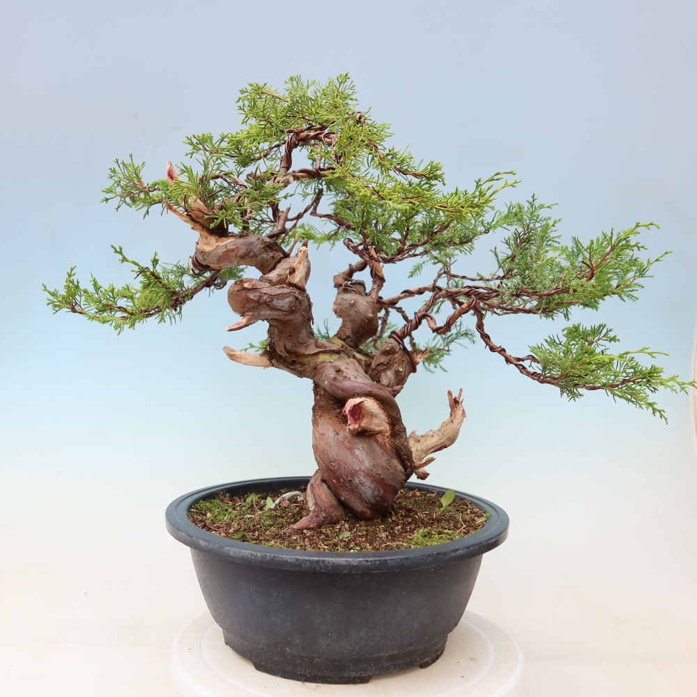 Vonkajší bonsai – Juniperus chinensis Itoigawa – čínsky jalovec