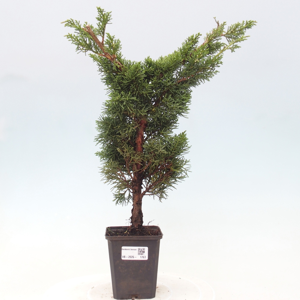 Vonkajší bonsaj - Juniperus chinensis Kishu
