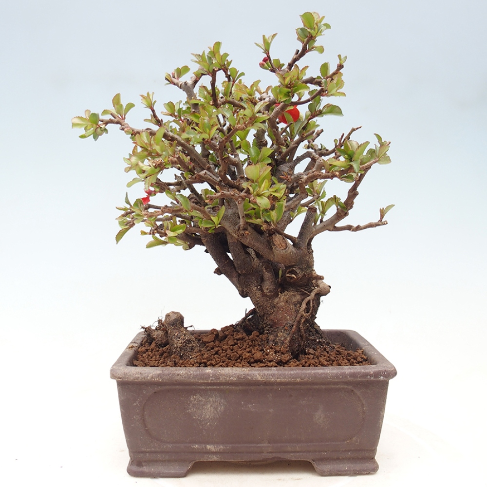 Vonkajšie bonsaje - Chaneomeles speciosa - Kdoule