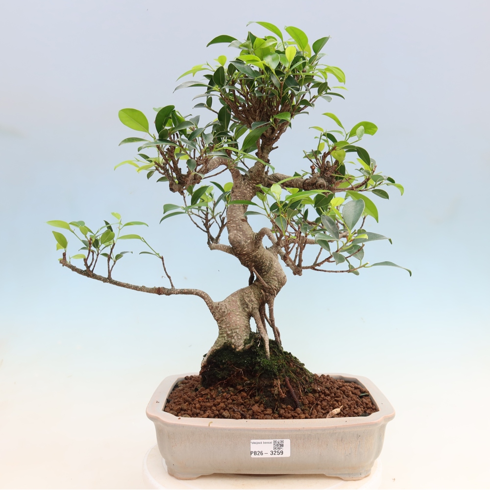 Izbové bonsaje - Ficus kimmen - drobnolistý fikus