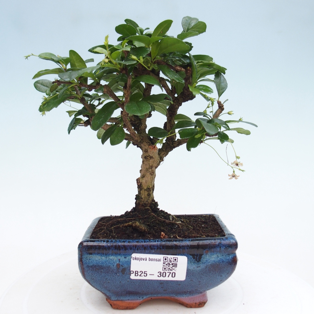 Izbová bonsai - Carmona macrophylla - Čaj fuki