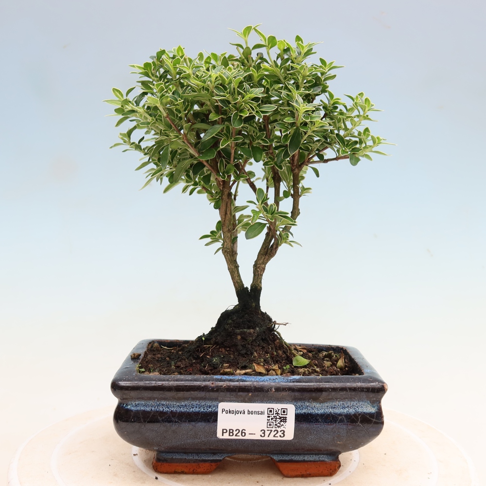 Izba bonsai – Serissa foetida Variegata – Strom tisíc hviezd