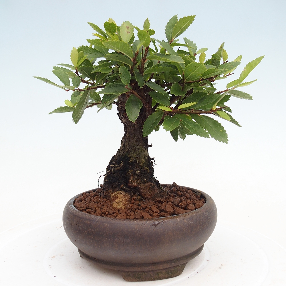 Vonkajšie bonsaje - Zelkova - Zelkova NIRE