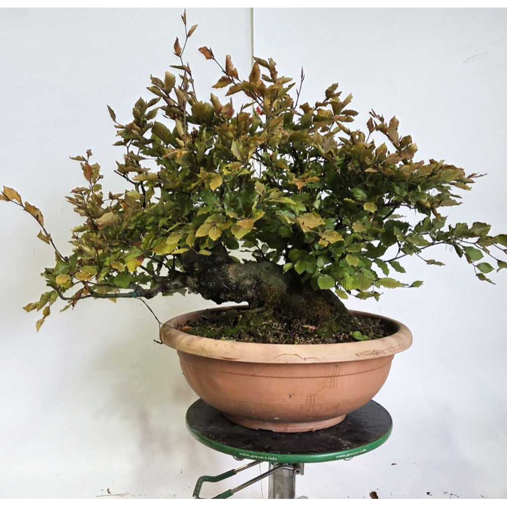 Vonkajšia bonsai-Fagus sylvatica