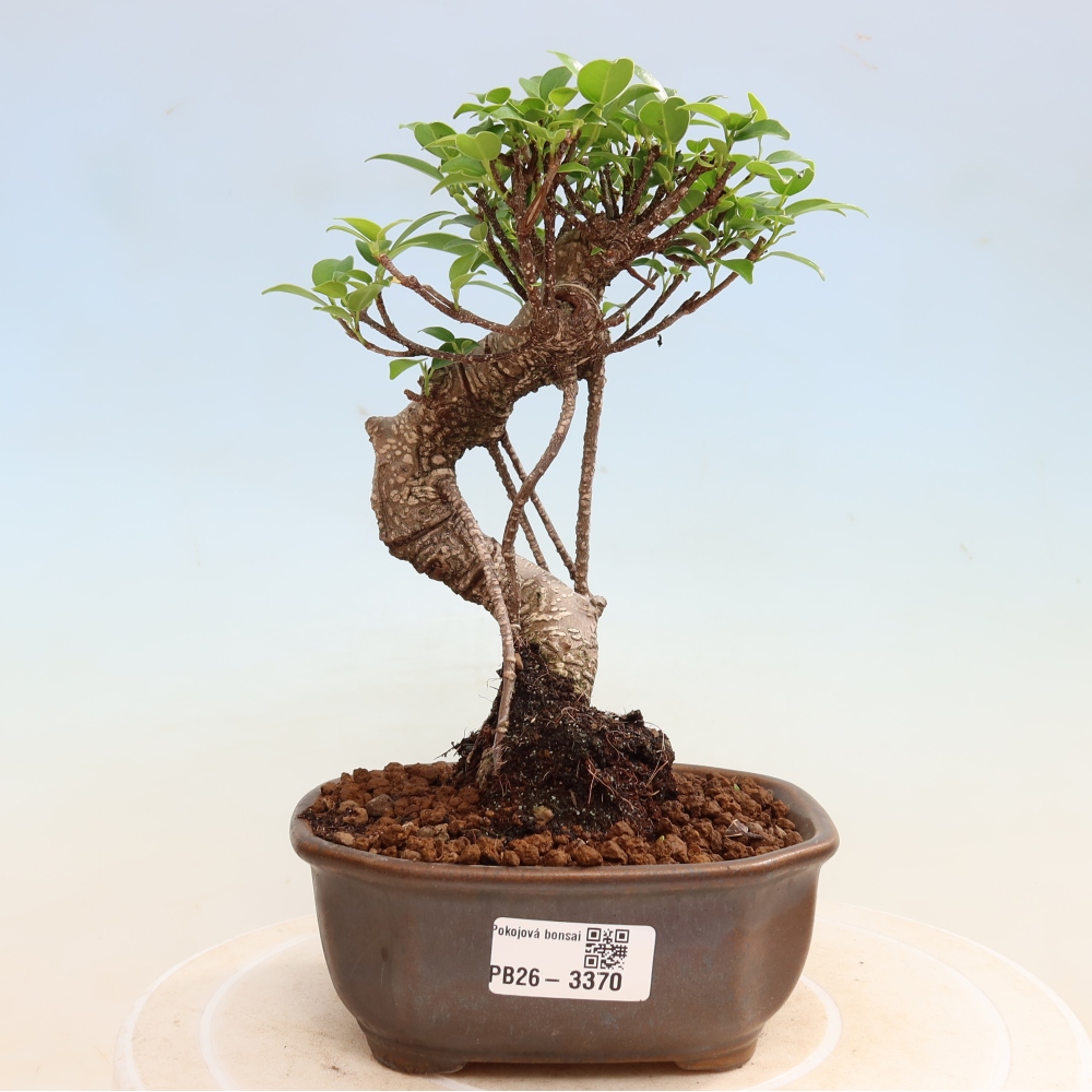 Izbové bonsaje - Ficus kimmen - drobnolistý fikus
