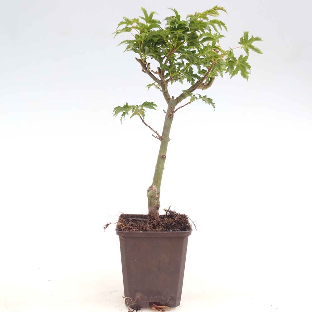 Vonkajšia bonsaj -Javor palmový - Acer palmatum Shishigashira v kontajneri