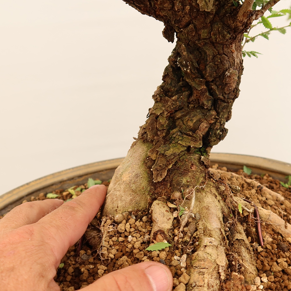 Vonkajšie bonsai - Zelkova - Zelkova NIRE