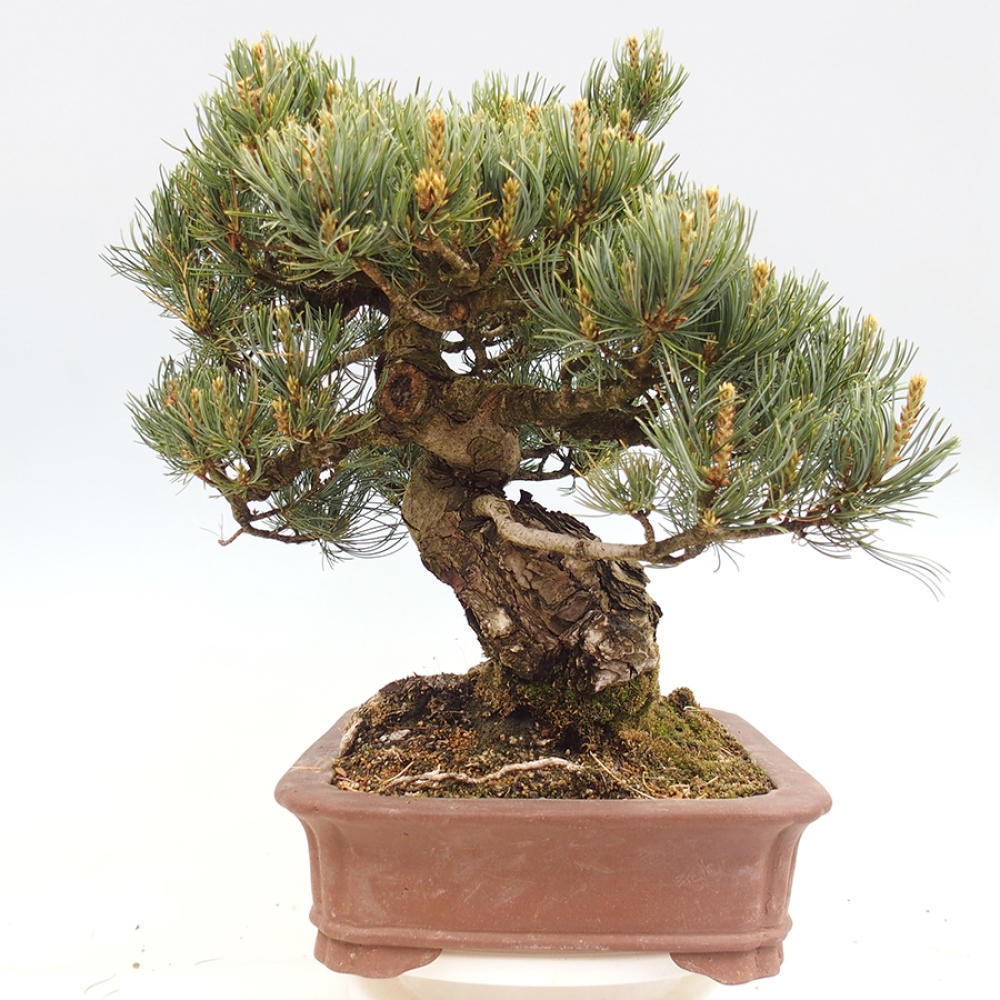 Vonkajšie bonsaje - Pinus parviflora - Pinus parviflora