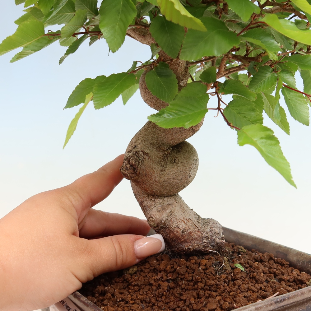 Vonkajší bonsaj -Carpinus coreana - Hrab kórejský