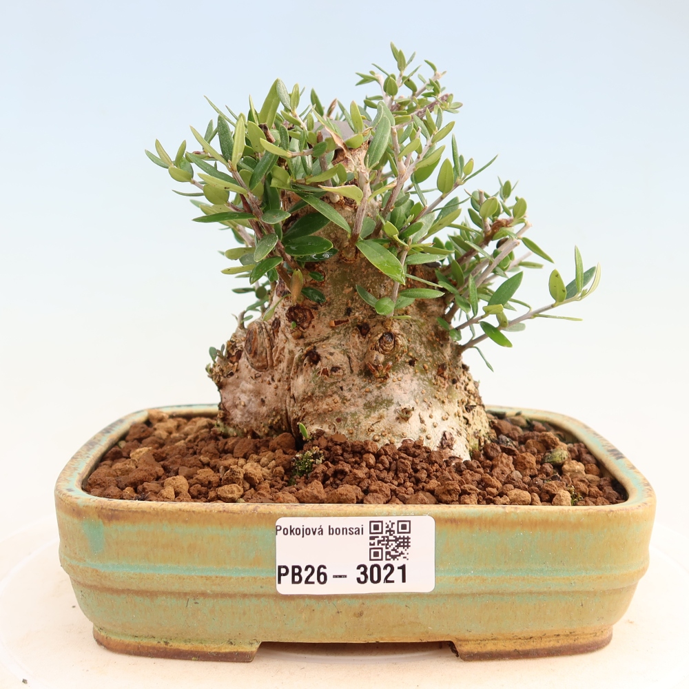 Izbový bonsaj - Olea europaea sylvestris