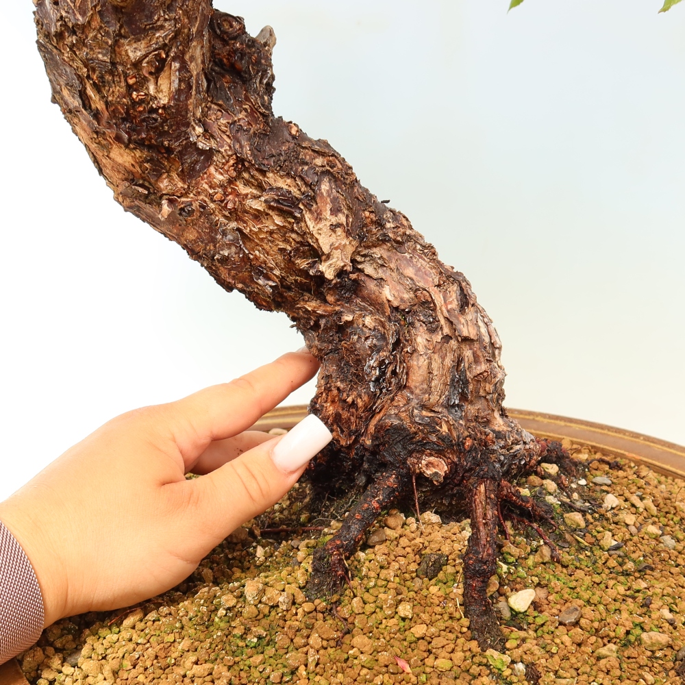 Vonkajšie bonsaje – Japonská marhuľa – Prunus Mume