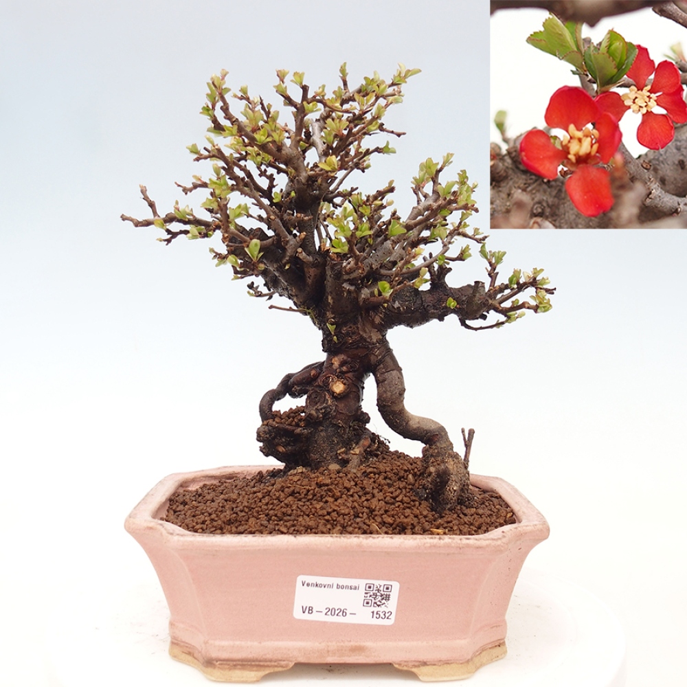 Vonkajšie bonsaje - Chaneomeles speciosa - Kdoule