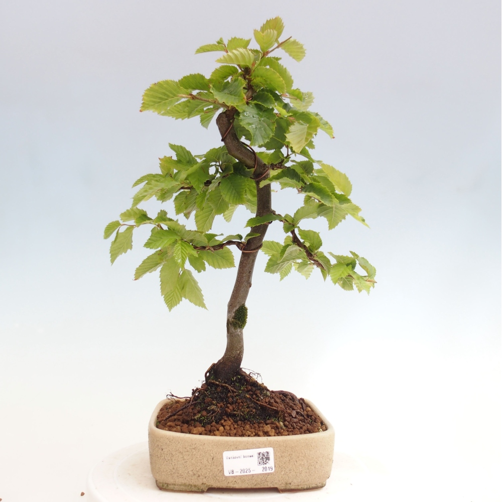 Vonkajší bonsai - Hrab obyčajný - Carpinus betulus