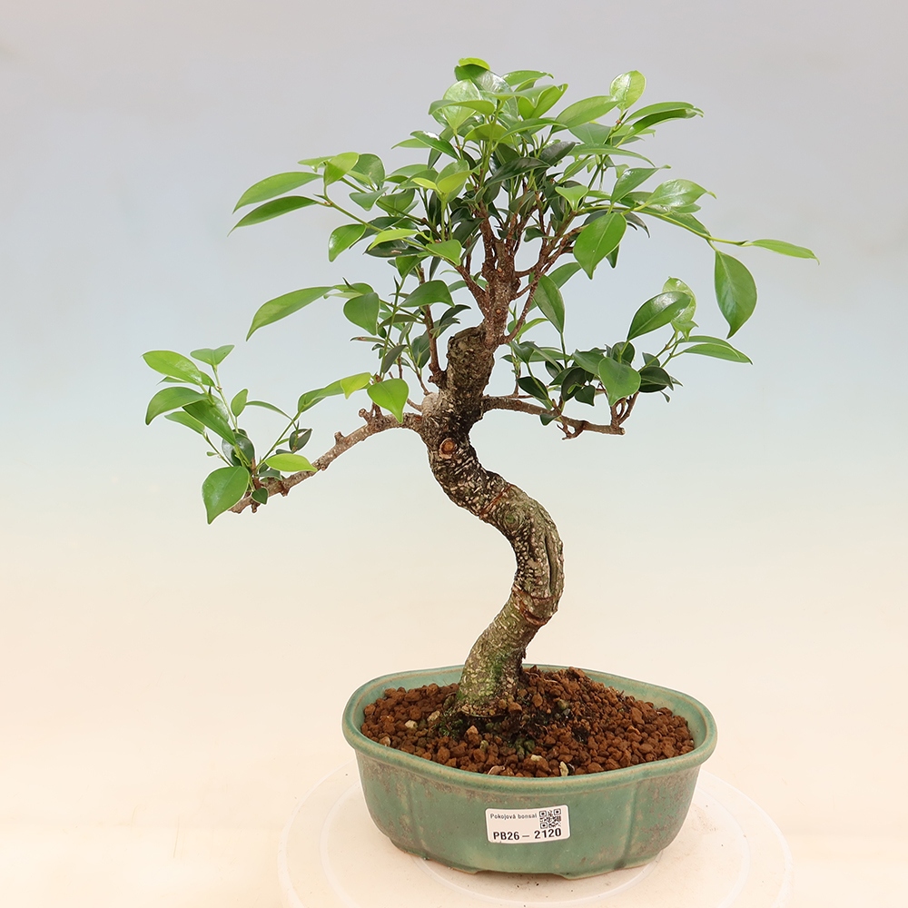 Izbový bonsaj - Ficus retusa - drobnolistý fikus