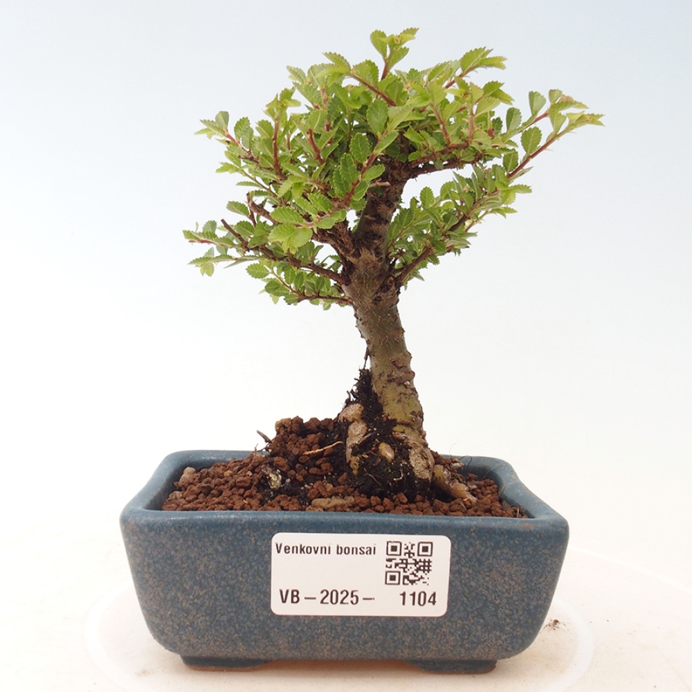 Vonkajší bonsai - Ulmus parvifolia Sagei - Malolistý brest