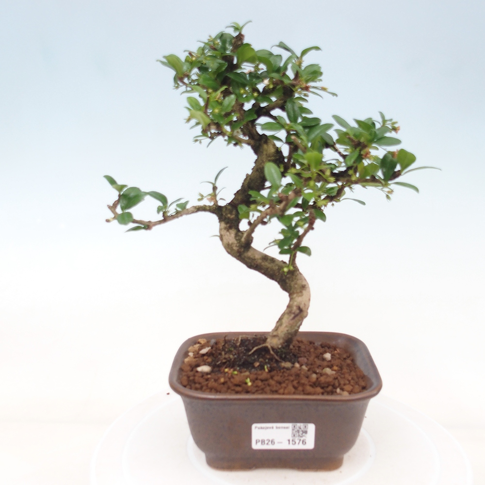 Izbové bonsaje - Carmona macrophylla - Tea fuki