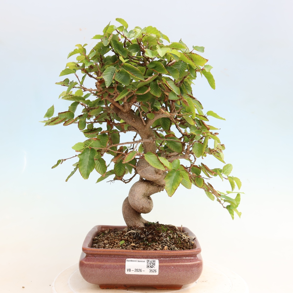 Vonkajšie bonsaje -Carpinus CARPINOIDES - Hrab kórejský
