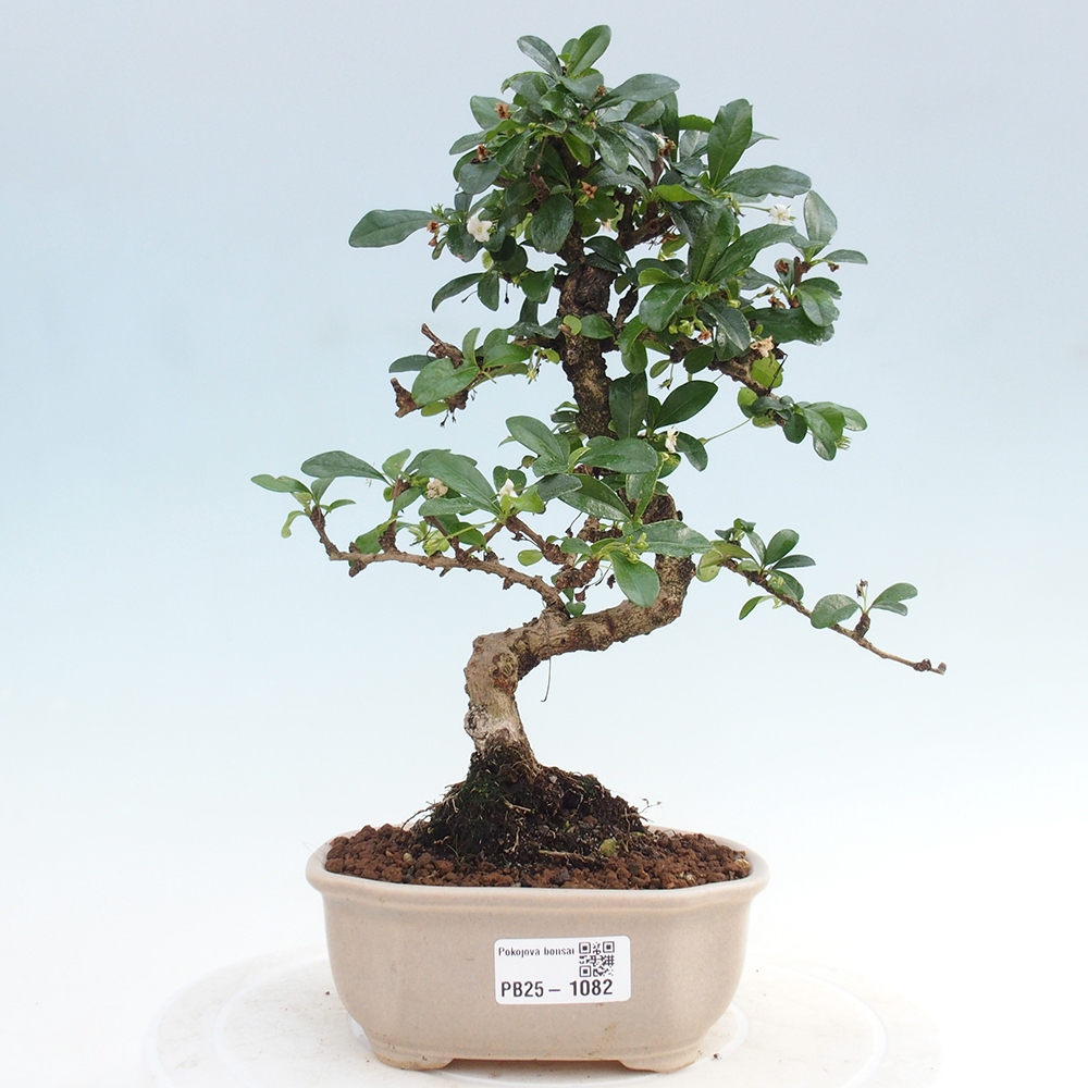 Izbová bonsai - Carmona macrophylla - Čaj fuki