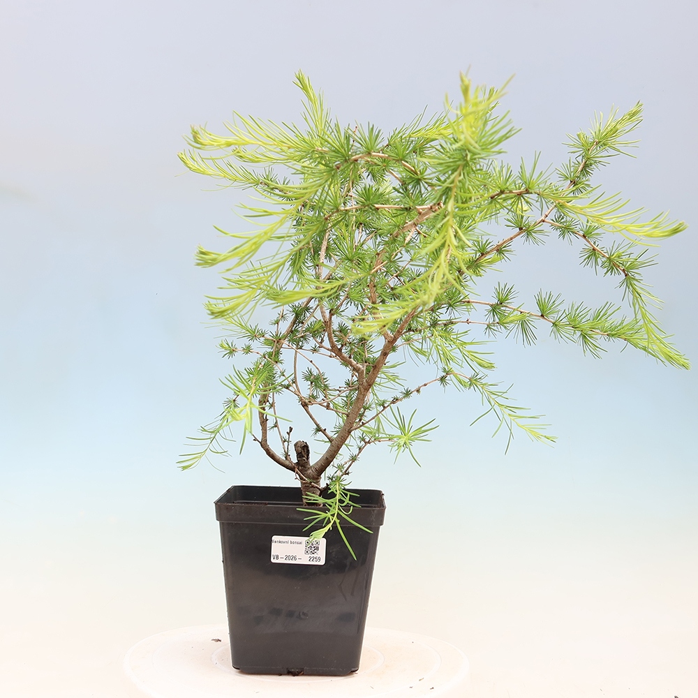 Vonkajšie bonsaje -Larix decidua - Smrekovec