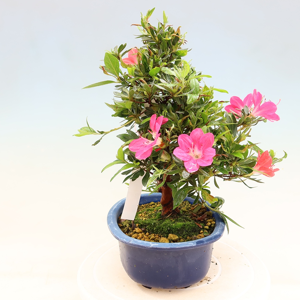 Vonkajšie bonsaje - Japonské azalky - Azalea Beniko