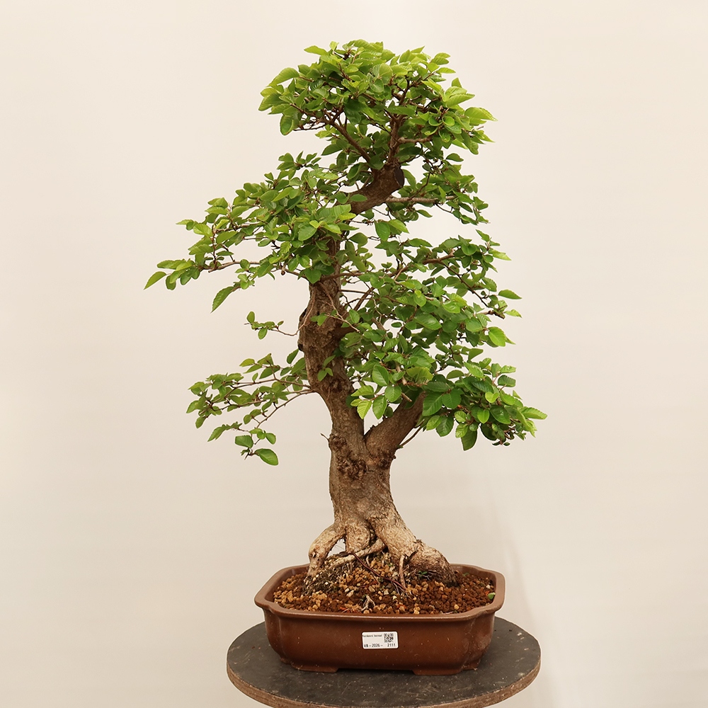 Vonkajší bonsai -Carpinus Coreana - Hrab kórejský