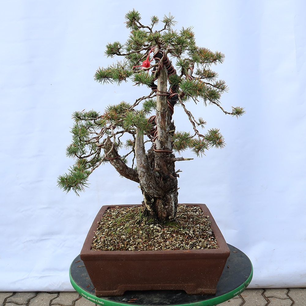 Pinus sylvestris Španielsko – borovica lesná