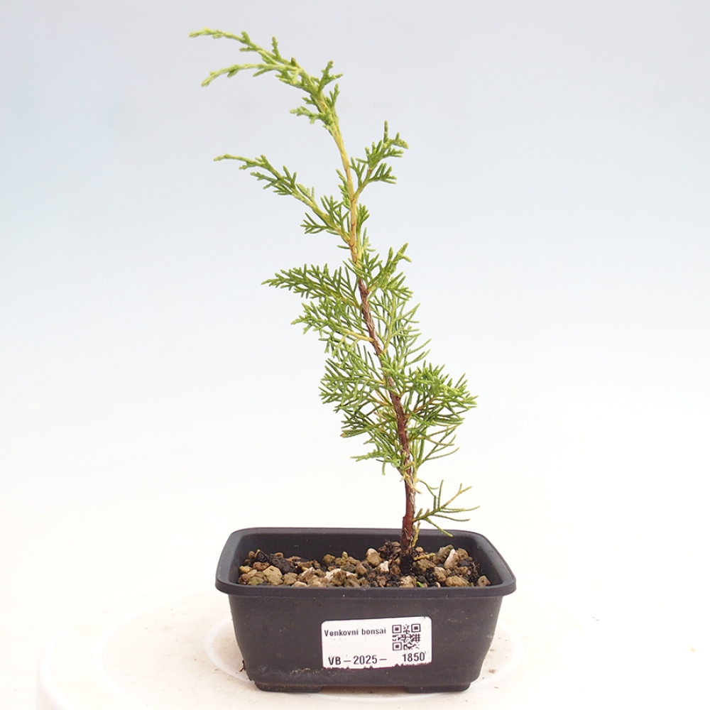 Vonkajší bonsai - Juniperus chinensis Itoigawa -Jalovec čínsky