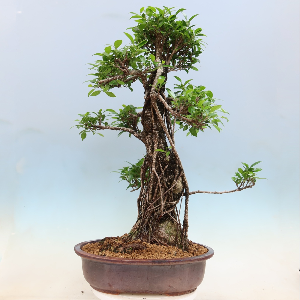 Izbové bonsaje - Ficus kimmen - drobnolistý fikus