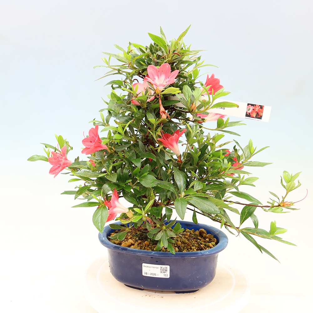 Vonkajšie bonsaje - Japonské azalky - Azalea Beniko