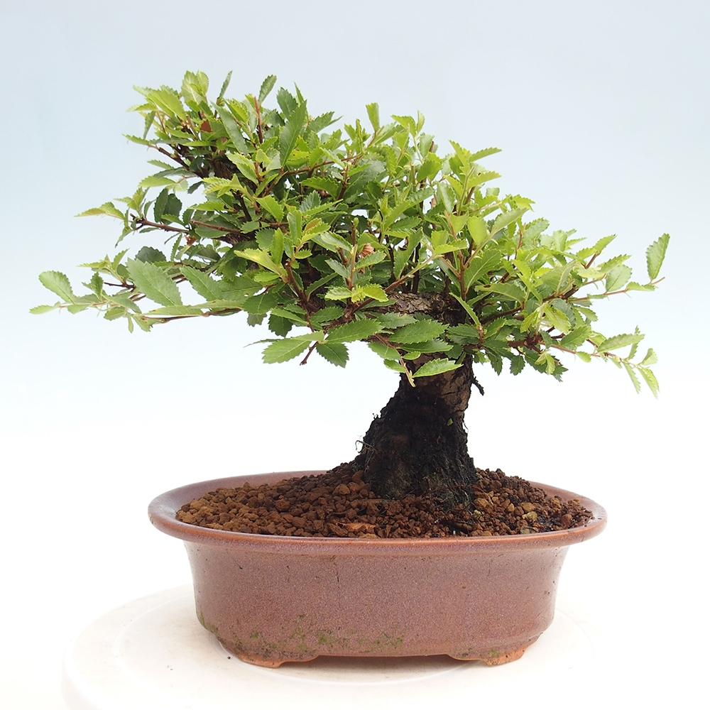 Vonkajšie bonsai - Zelkova - Zelkova Nirom