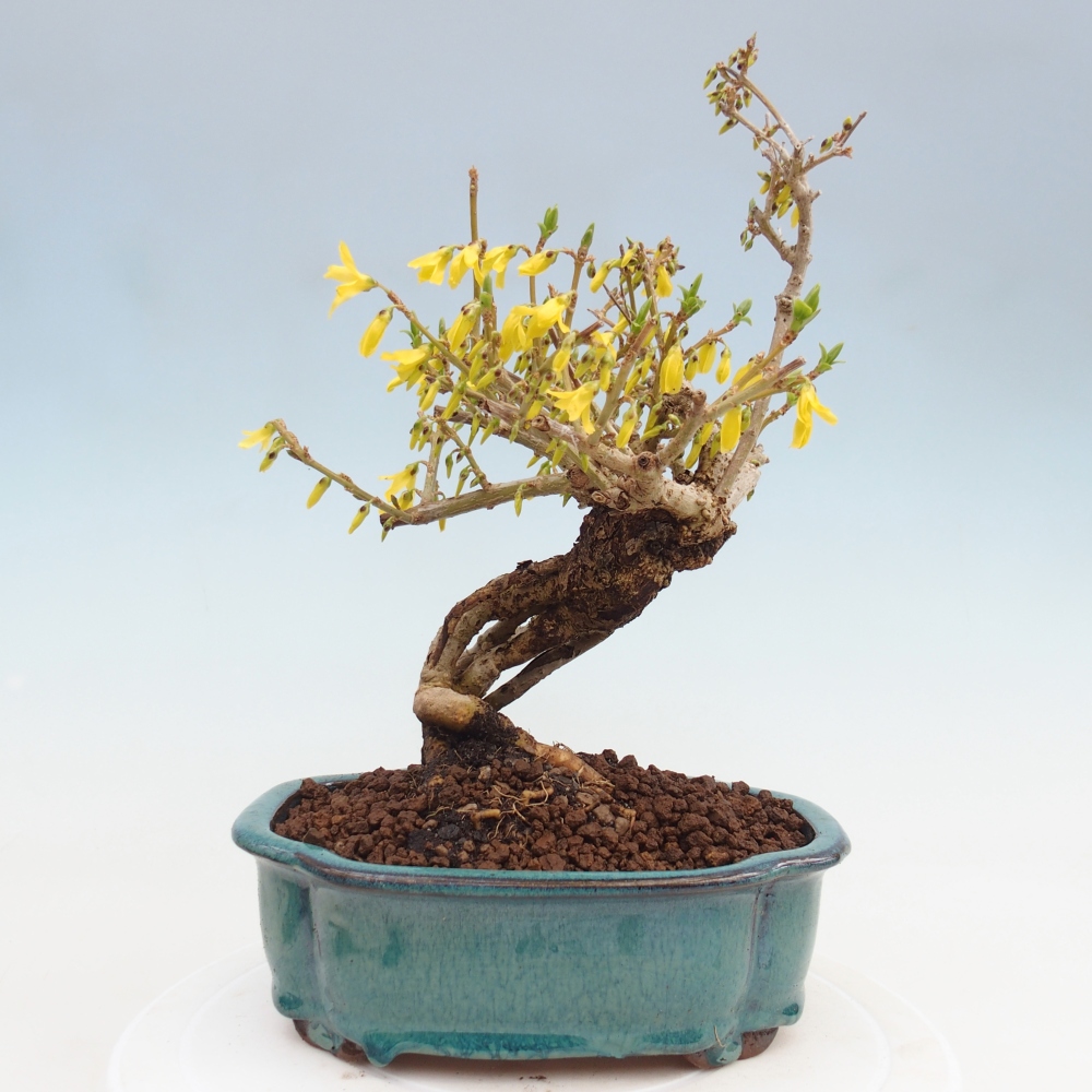 Vonkajšie bonsaje - Zlatice - Forsythia koreana