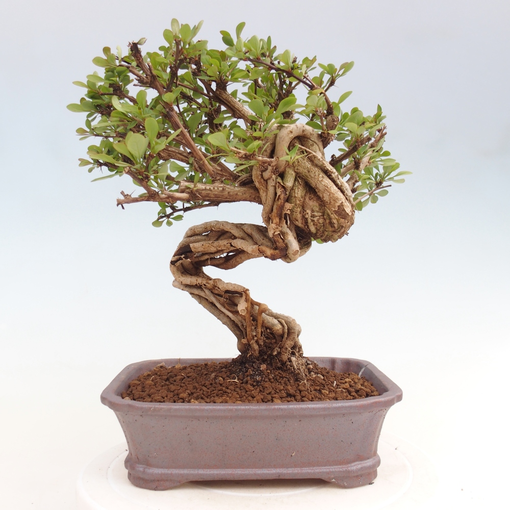 Vonkajšie bonsaje - Berberis coreana